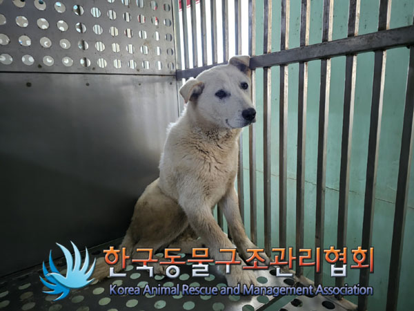 한국동물구조관리협회_441414202300351